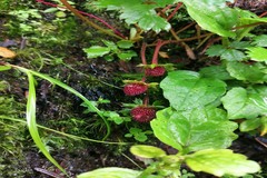 Fragaria daltoniana